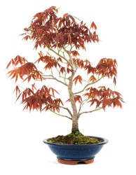 Prebonsai e Bonsai Acer palmatum Beni Shidare (acero giapponese) — Brycus