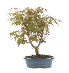 Prebonsai e Bonsai Acer palmatum deshojo (Acero giapponese)