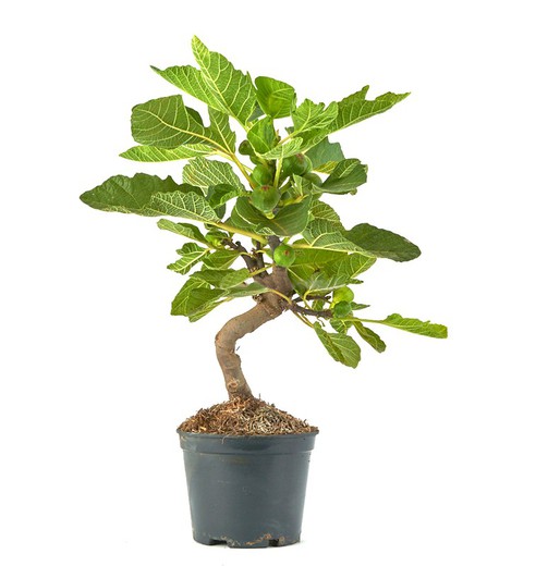 Prebonis and Bonsai Ficus Carica