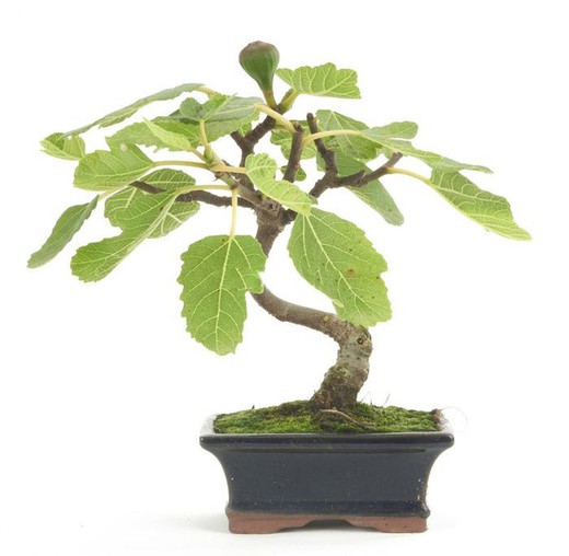 Prebonis e Bonsai Ficus Carica