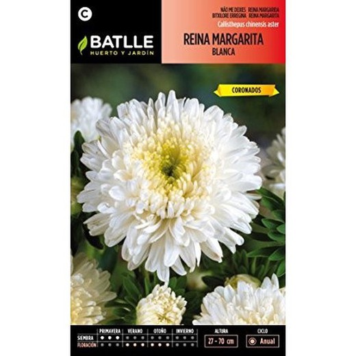 Semilla reina margarita Flor Crisantemo blanca battle
