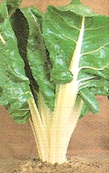 Green Chard Seeds Cut Nomonta Selection on