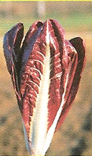 Rosa Samen Treviso Radicchio auf