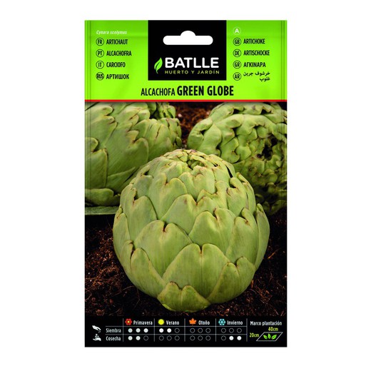 Green Globe Artichoke Seeds on