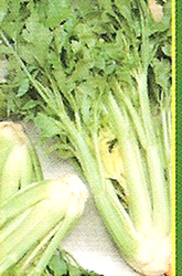 Full celery Pascal White