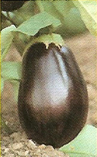 Round Eggplant Seeds 10 grams Black Beauty