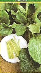Witte bloem Borage Seeds 100 gram