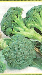 Semillas de Brócoli Verde Calabrese 10 gramos