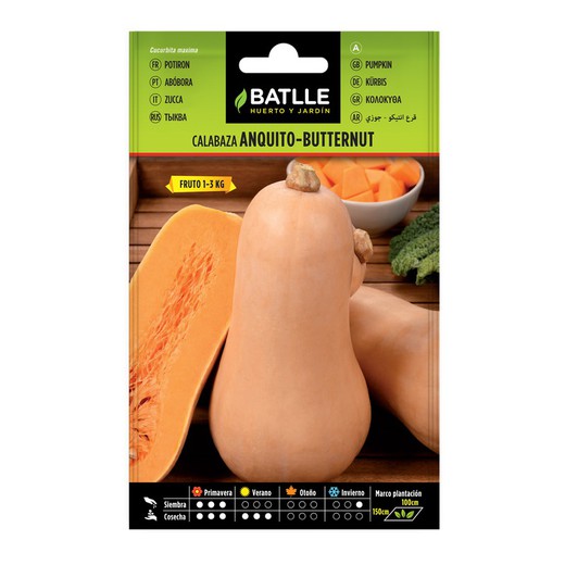 Squash Anquito-Butternut