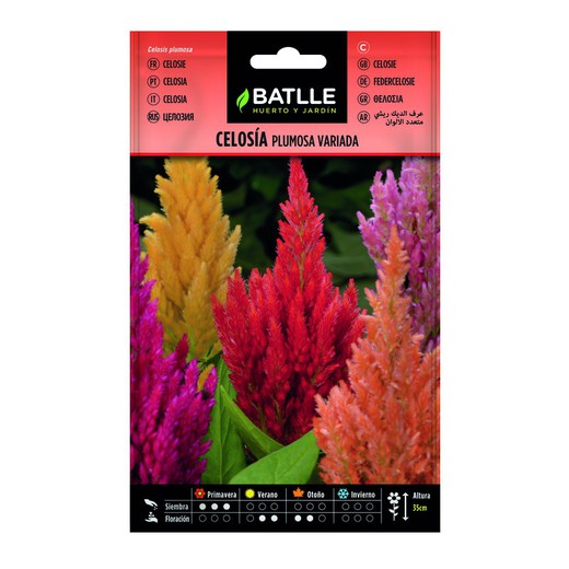 Soorten Feathery Celosia op