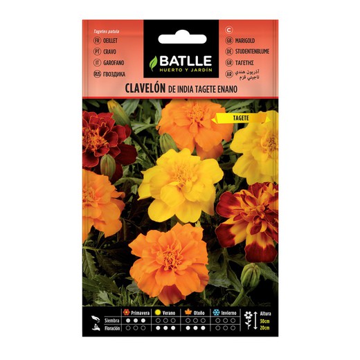 TAGETES dwarf marigolds from INDIA
