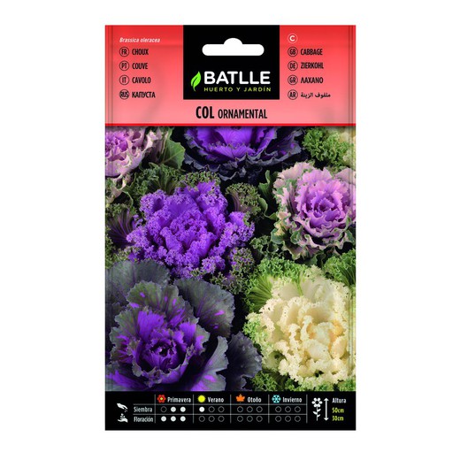 Seeds Ornamental Cabbage on