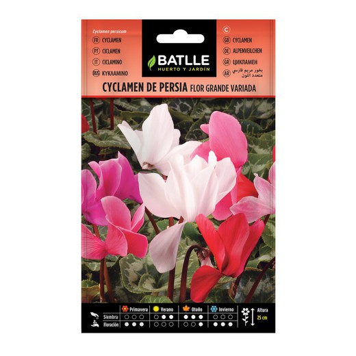 Cyclamen PERSE mixte