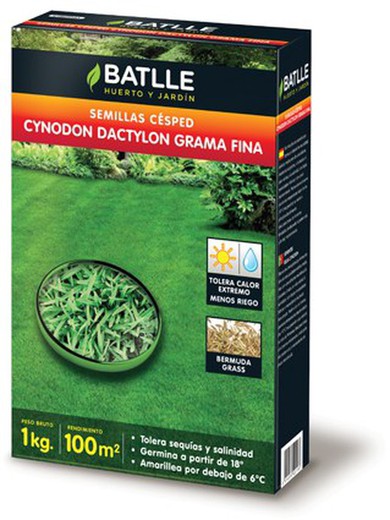 Batlle Cynodon dactilon (Bermuda grass) grass seeds, thin grass