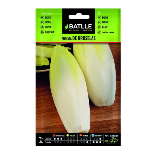 Seeds Endive Brussels on