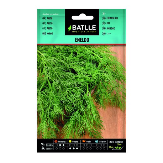 Dill Anethum graveolens sementes em