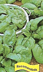 Butterflay Spinach seeds 100 g
