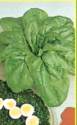 Seeds Spinach Winter Giant 250 grams