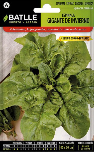 Seeds Giant Winter Spinach on