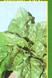 Nasiona szpinaku Viroflay 100 gramów