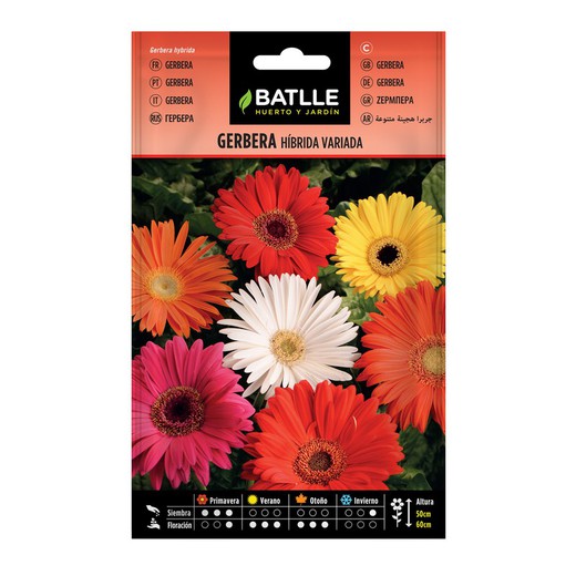 Gerbera HYBRIDE Assorted