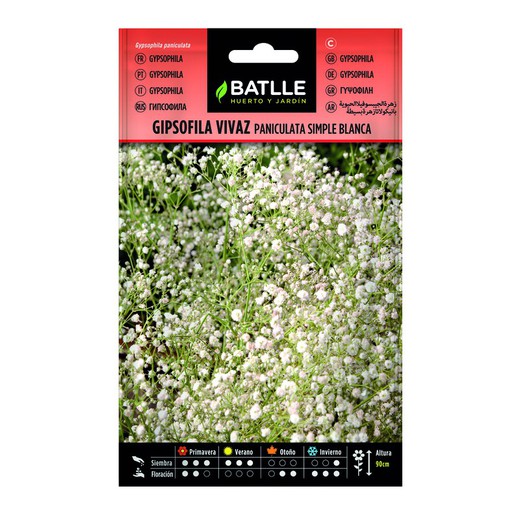 Lively Gypsophila paniculata Samen Fl.Simple auf