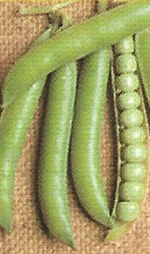 Nasiona grochu Vainon 250 gramów