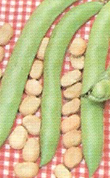Carmen Bean Seeds 250 gram