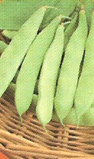 Frön av Alba Beans 100 gram