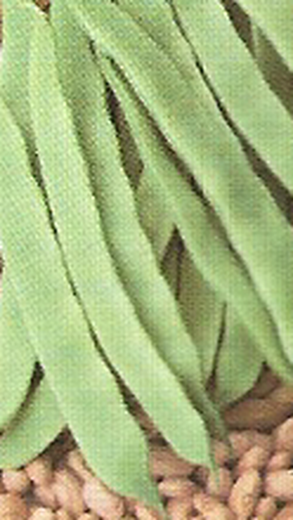 Nasiona fasoli Iluro 100 gramów