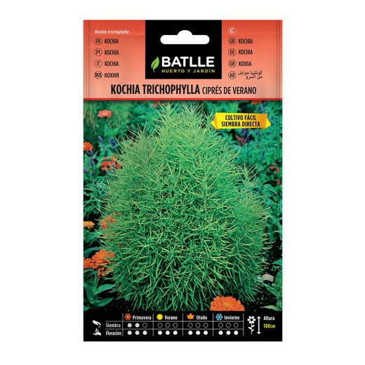 Kochia Samen Cypress Mirabel auf