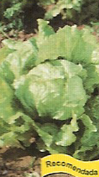 Solara Batavia Lettuce Seeds Yellow 100g