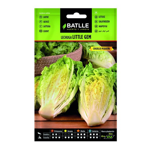 Batavia Lettuce Seeds Yellow Solara on