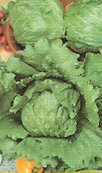 Great Lakes Lettuce Seeds 100 g