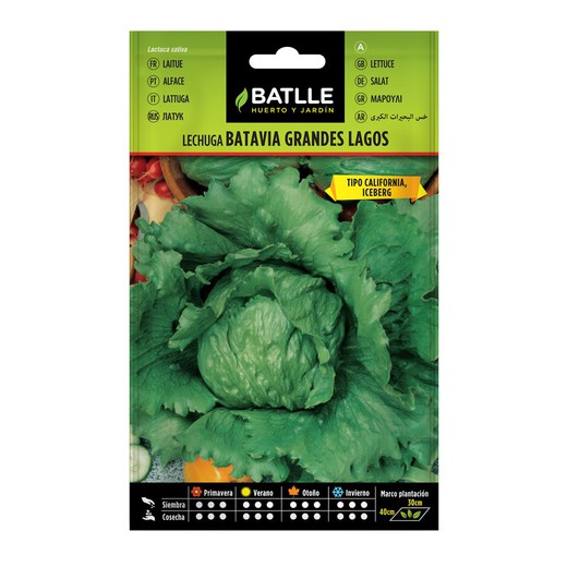 Lettuce Seed Great Lakes