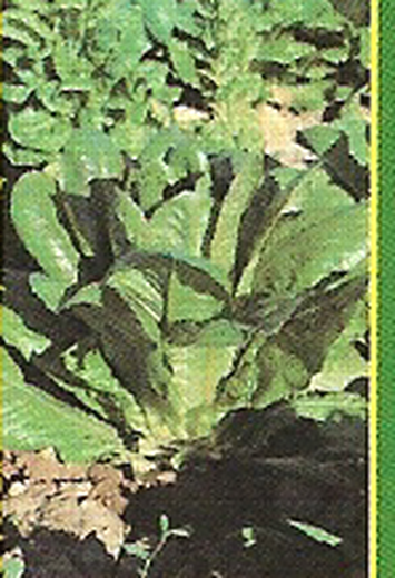 Seed Long Mule Ear Lettuce 10 grams