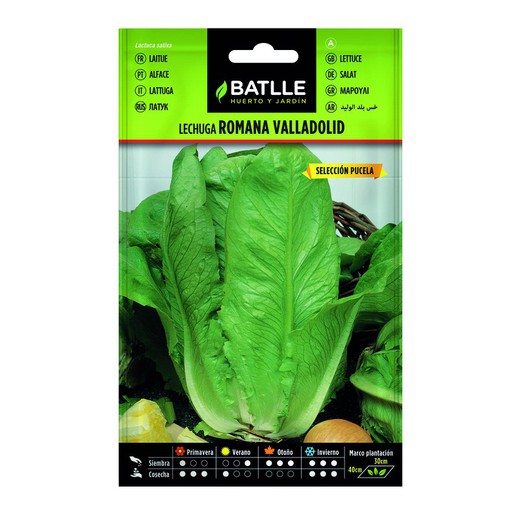 Lettuce Seed Selection Valladolid Puzela on