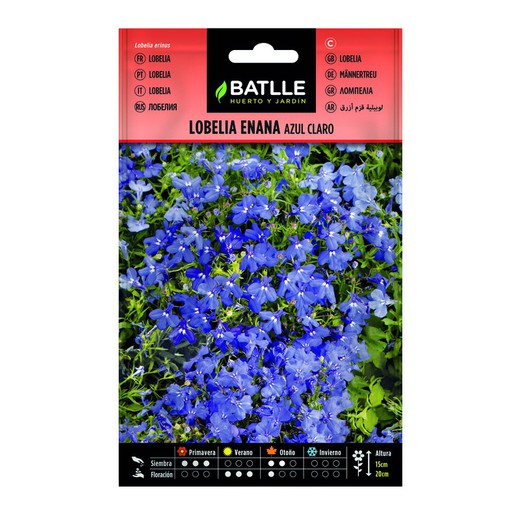 Lobelia Graines nain bleu sur Effacer