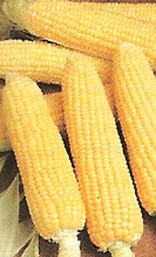 Golden Bantam Popcorn Sweet Corn Seeds 100 gram