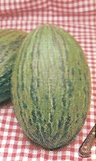 Semillas de Melon Piel de Sapo Selección Torpedo 100 gramos