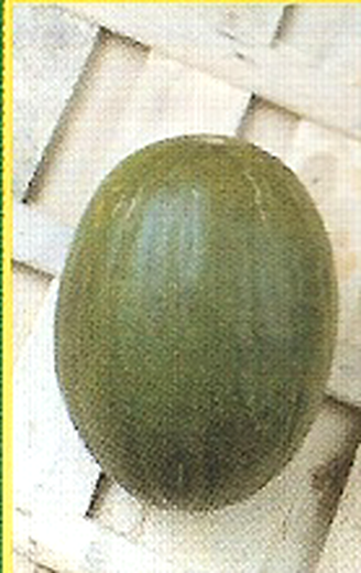 Rochet Melon Auswahl des Saatguts Primor 100 Gramm