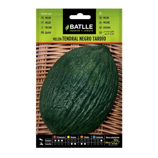 LATE BLACK Tendral Melon