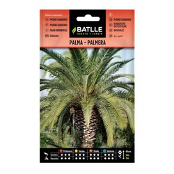 Nasiona Palm Palm Phoenix Canariensis włączone
