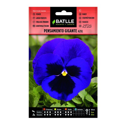 Blue Giant Pansy Seeds na