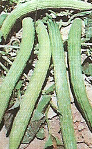 Zaden van Komkommer Alficoz Melon Snake 10 gram