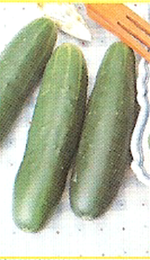 Cucumber seeds Marketmore 70 1/2 Length 100 grams