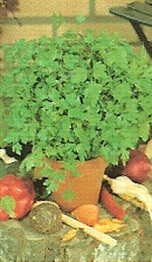 Parsley GIANT D 'ITALIA