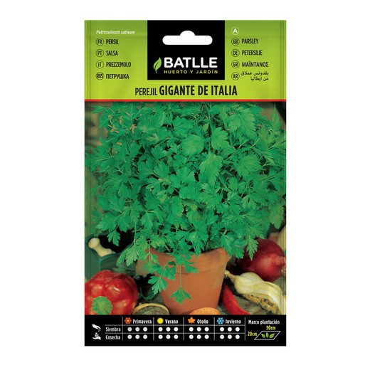 Seeds Parsley Gigante D 'Italia on