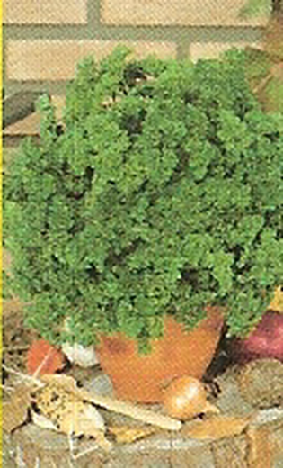 Curly Parsley Seed Dark Green 100 grams