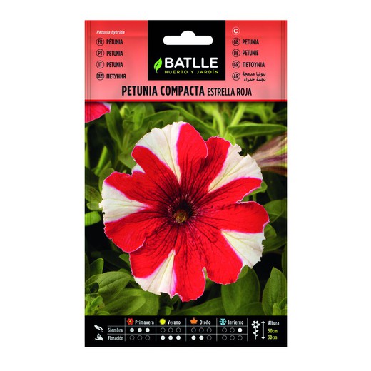 Red Star Compact Petunia Seeds op